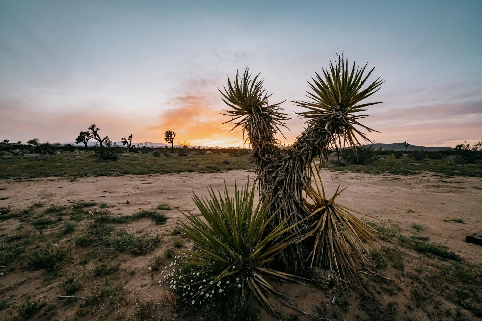Coyote Tracks - A Modern Desert Experience Villa Джошуа Три Екстериор снимка